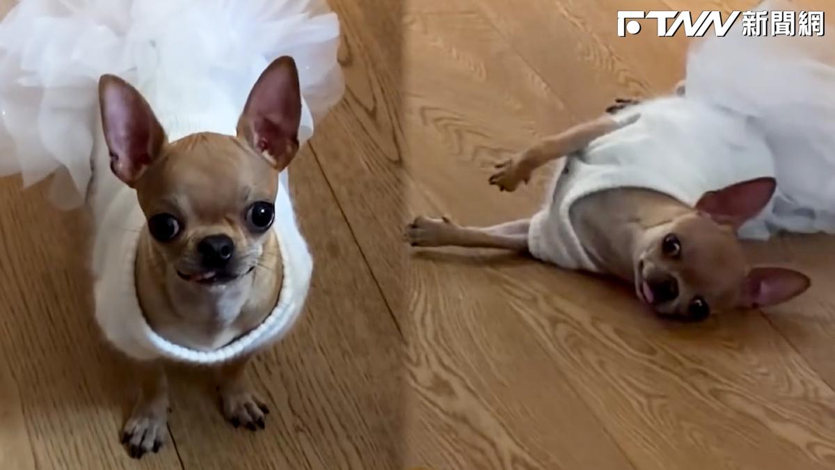 影／孫儷愛犬「睜眼倒地不動裝死」嚇瘋鄧超！狂吸８百萬觀看