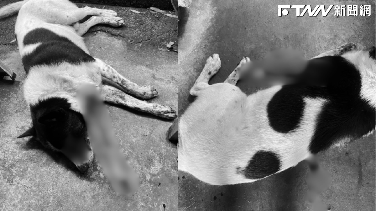 苗栗男持十字弓射狗！2犬遭箭刺穿釀1死1命危　供稱被狗叫吵醒起殺心